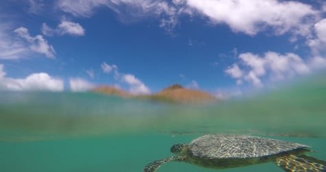 Twin Islands Guided Kayak Tour f-7