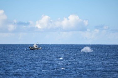 Venture Ko Olina Wildlife Snorkel f-11