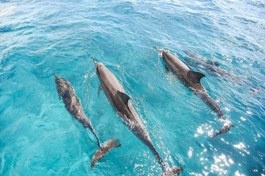 Venture Ko Olina Wildlife Snorkel f-2