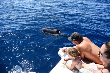 Venture Ko Olina Wildlife Snorkel f-4