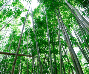 Diamond Head Crater & Hawaiian Waterfall Tour f-6