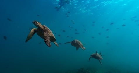 Private Boat Charter f-1