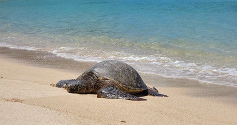 Private Circle Island Sightseeing & Food Tour f-2