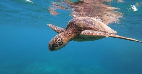 Private Circle Island Sightseeing & Food Tour f-3