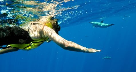 Swim with Wild Dolphins in West Oahu f-11