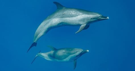 Swim with Wild Dolphins in West Oahu f-3