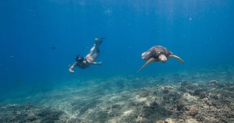 Swim with Wild Dolphins in West Oahu f-5