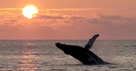 Venture Ko Olina Whale Watch f-1