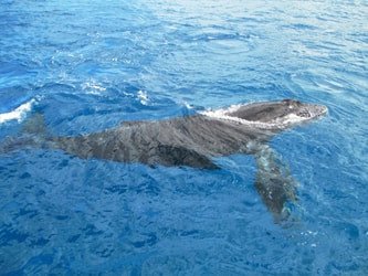 Venture Ko Olina Whale Watch f-2
