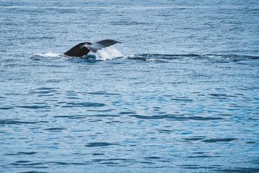Venture Ko Olina Whale Watch f-4