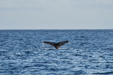 Venture Ko Olina Whale Watch f-8