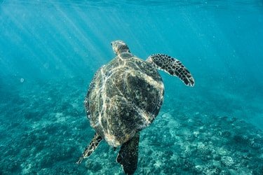 Waikiki Couples Snorkel Retreat f-4