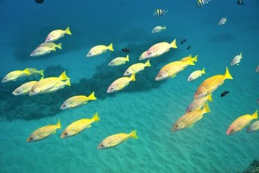 Waikiki Couples Snorkel Retreat f-6