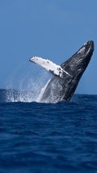 Whale Watch Safari f-2