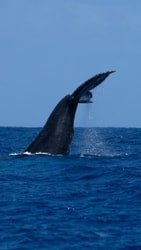 Whale Watch Safari f-3