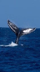 Whale Watch Safari f-4