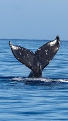 Whale Watch Safari f-7