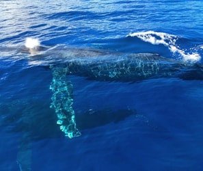 Whale Watch Safari f-8